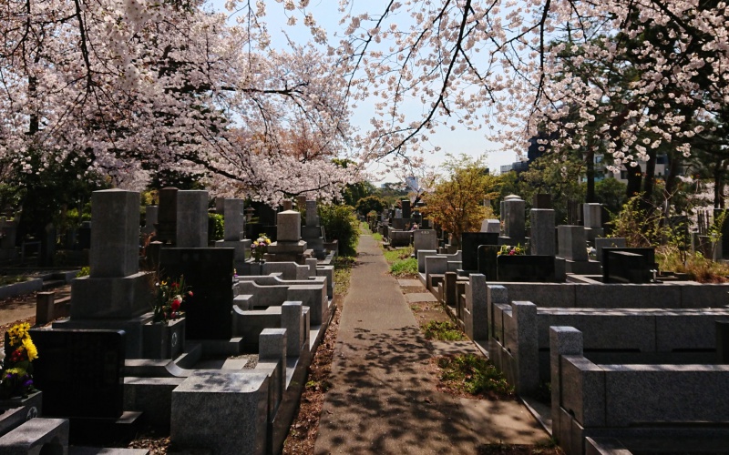 青山霊園の桜の写真
